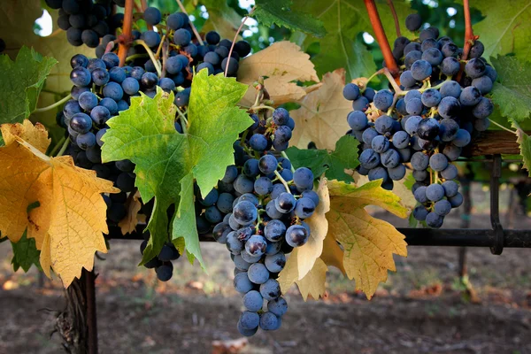 Verarbeitung und Pflege der Weinberge — Stockfoto