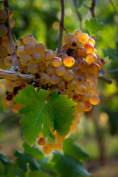 Verwerking en verzorging van de wijngaarden van likeurwijnen — Stockfoto