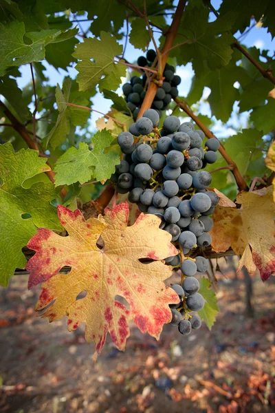 Verarbeitung und Pflege der Weinberge — Stockfoto