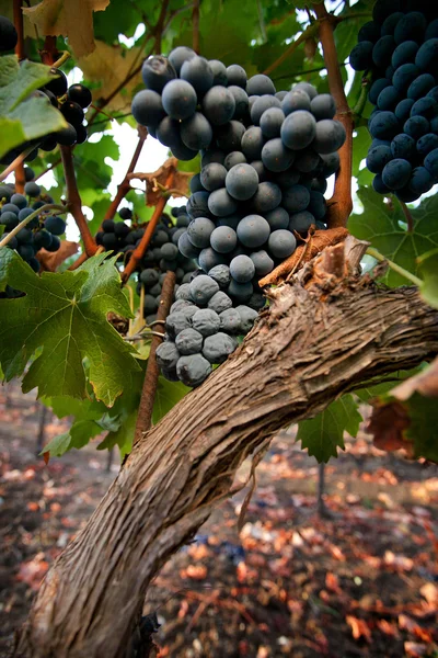 Procesamiento y cuidado de los viñedos — Foto de Stock