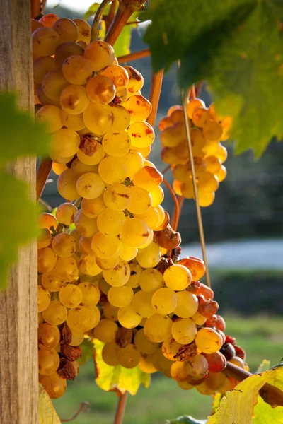 Verarbeitung und Pflege der Weinberge von Likörweinen — Stockfoto