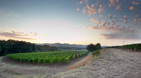 Verarbeitung und Pflege der Weinberge — Stockfoto