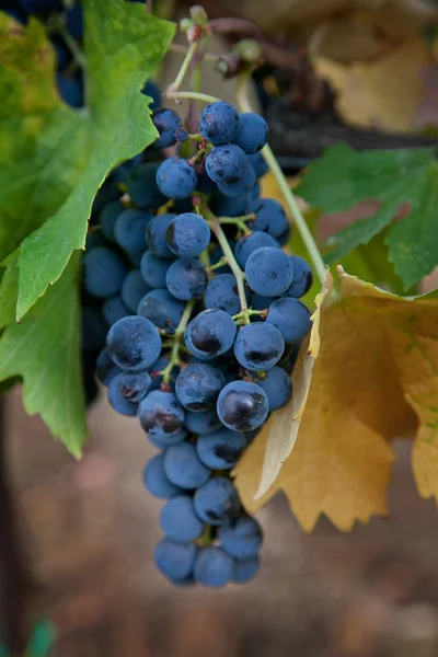 Verarbeitung und Pflege der Weinberge — Stockfoto