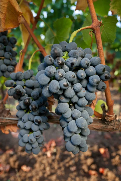 Verarbeitung und Pflege der Weinberge — Stockfoto