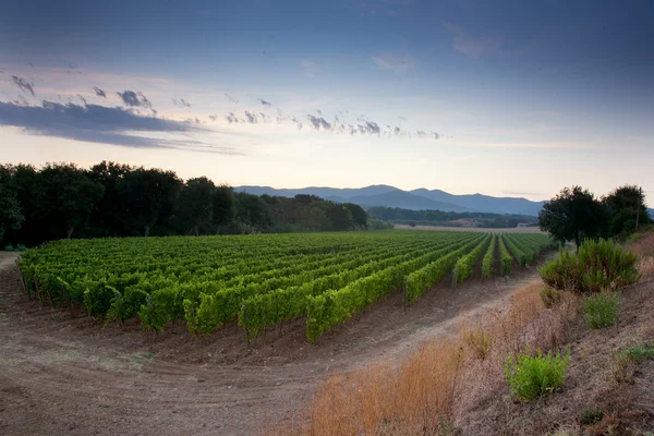 Feldolgozása és gondozása a szőlőültetvények — Stock Fotó