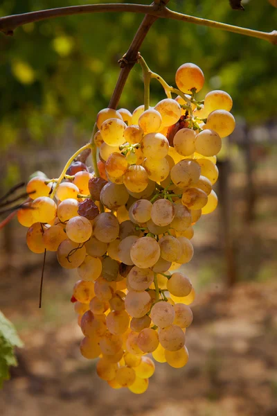 Обработка и уход за виноградниками — стоковое фото