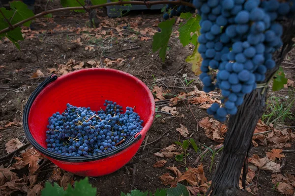 Lavorazione e cura dei vigneti — Foto Stock