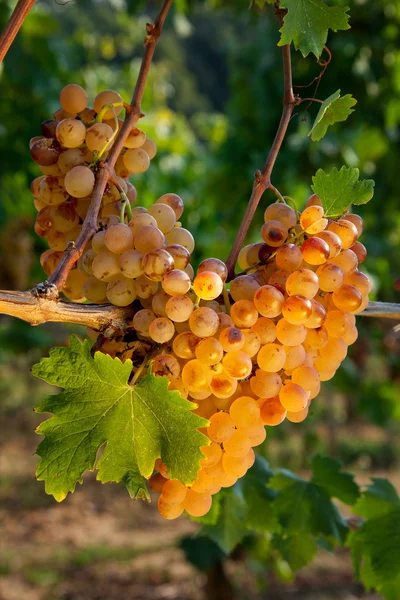 Processing and care of the vineyards of liqueur wines — Stock Photo, Image