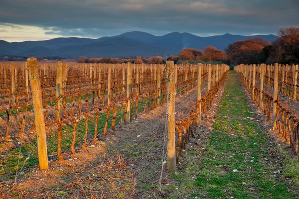 Processing and care of the vineyards — Stock Photo, Image