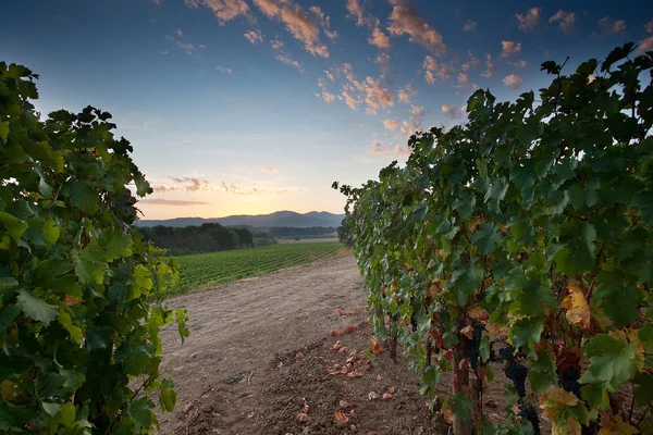 Processing and care of the vineyards — Stock Photo, Image