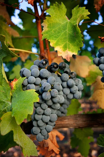 Verwerking en verzorging van de wijngaarden — Stockfoto