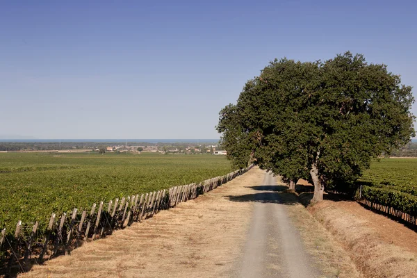 Processing and care of the vineyards — Stock Photo, Image