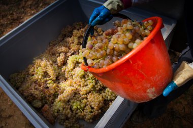 İşleme ve üzüm bağları Bakımı