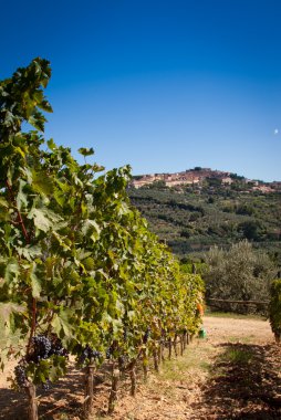 Donoratico, Castagneto Carducci, Livorno - Tuscany clipart