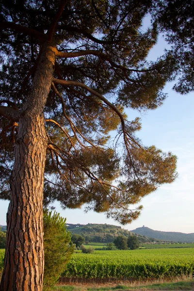 Donoratico, Castagneto Carducci, Livorno - Tuscany — Zdjęcie stockowe