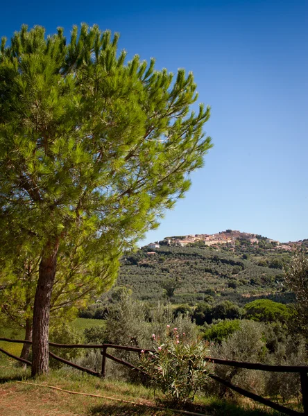 Donoratico, Castagneto Carducci, Livorno - Toscana — Foto de Stock