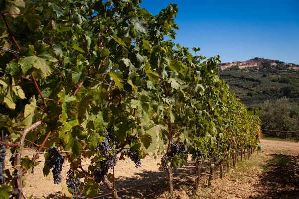 Donoratico, Castagneto Carducci, Livorno - Tuscany — Stockfoto