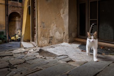 Castagneto Carducci, Livorno, İtalya - Etrüsk sahil