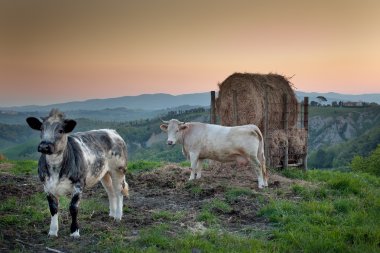 Volterra, Pisa - İtalya