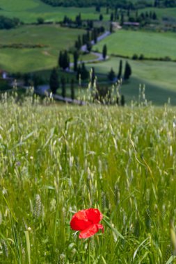 Val d'Orcia, Siena, Toskana, İtalya - gezi dağ bisikleti