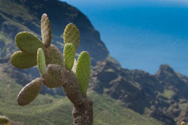 Punta de Teno, Tenerife, Canary, Espana