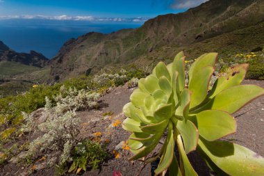 Punta de Teno, Tenerife, Canary, Espana