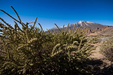 Teide doğal Park, Tenerife, Kanarya, İspanya'ya
