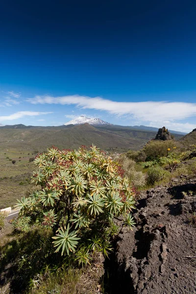 Φυσικό πάρκο του Teide, Τενερίφη, Κανάρια, Ισπανία — Φωτογραφία Αρχείου