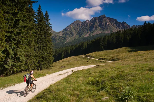 Lagorai Mountain. Trentin-Haut-Adige. Italie, Route forestière Coldos — Photo