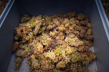 Bolgheri, Toskana - üzüm bağları işleme