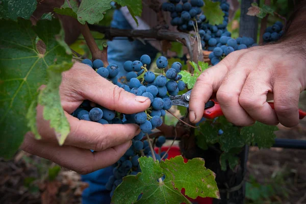 Bolgheri, Toscana - Lavorazione dei vigneti — Foto Stock