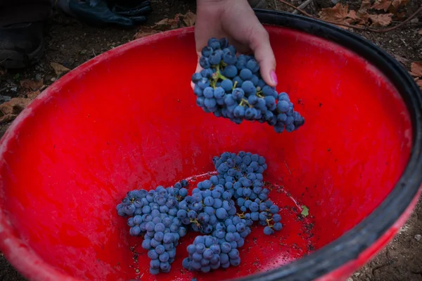 Bolgheri, Toscana - Lavorazione dei vigneti — Foto Stock