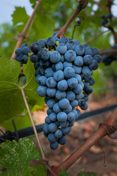 Bolgheri, Toscana - Procesamiento de los viñedos —  Fotos de Stock