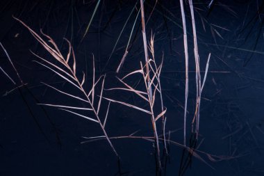 Massaciuccoli, Lucca, Toskana, İtalya - doğa rezerv Oasis LIPU