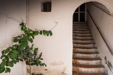 Bolgheri, Livorno, Tuscany - ölçek antik konut, İtalya