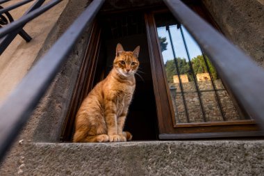 Castagneto Carducci, Livorno, İtalya - kedi vasıl belgili tanımlık pencere