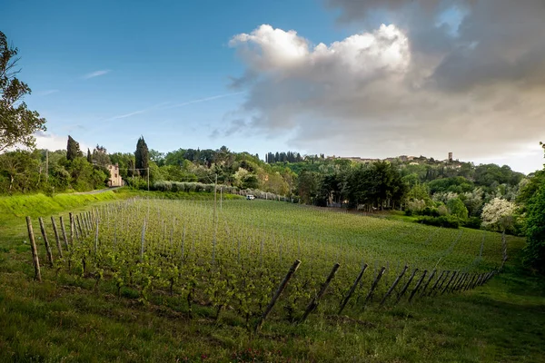 Montescudaio, Pisa, Tuscany, Italy, view of the ancient village — Stock Photo, Image