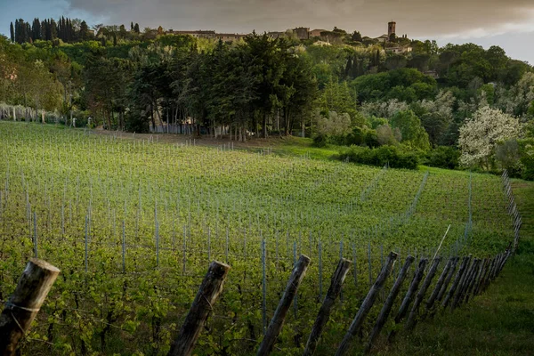 Montescudaio, Pisa, Toscana, Italia, vista del antiguo pueblo — Foto de Stock