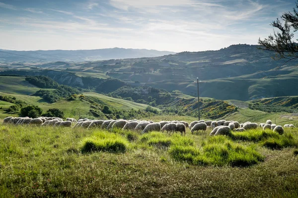 VOLTERRA, TUSCANIE - 21 MAI 2017 - Troupeaux de moutons sur les collines — Photo