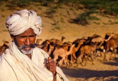 Pushkar, Hindistan - Kasım 17: Deve, yıllık hayvancılık Fuarı