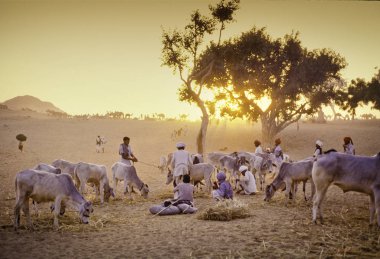 Pushkar, Hindistan - Kasım 17: Deve, yıllık hayvancılık Fuarı