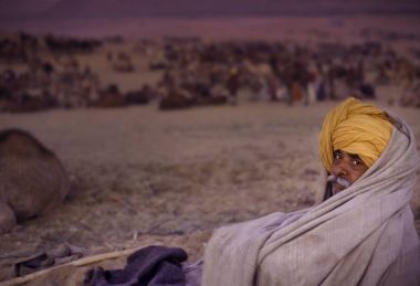 Pushkar, Hindistan - Kasım 17: Deve, yıllık hayvancılık Fuarı