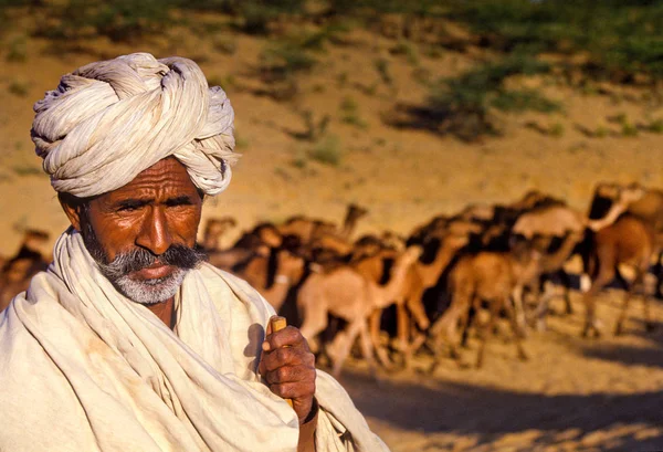 Pushkar, India - 17 November: Kamelen op het jaarlijkse vee eerlijke — Stockfoto