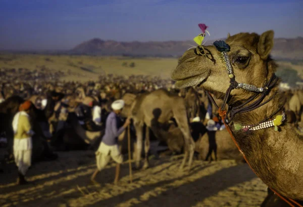 PUSHKAR, ÍNDIA - NOVEMBRO 17: Camelos na feira anual de gado — Fotografia de Stock