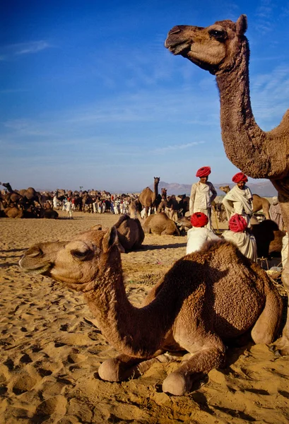 Пушкар, Сполучені Штати Америки - 17 листопада: Верблюдів на щорічній худоби ярмарку — стокове фото