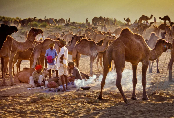 Пушкар, Сполучені Штати Америки - 17 листопада: Верблюдів на щорічній худоби ярмарку — стокове фото