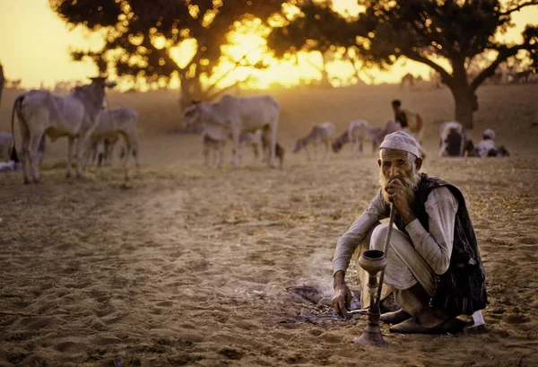 公平な年次家畜でプシュカル, インド - 11 月 17 日: ラクダ — ストック写真