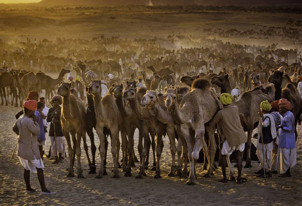ПУШКАР, Индия - 17 НОЯБРЯ: Верблюды на ежегодной выставке животноводства — стоковое фото