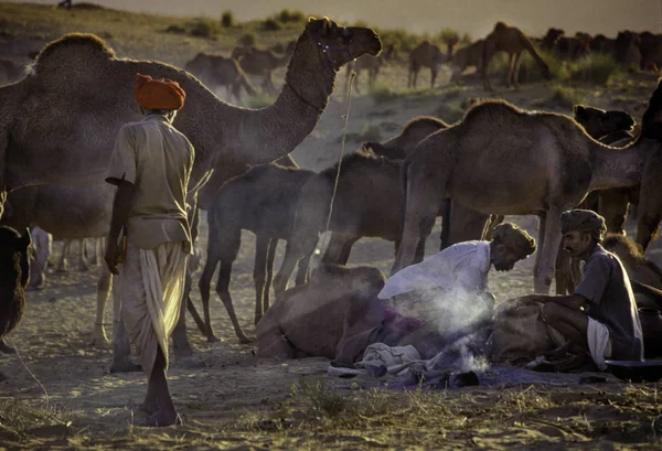 Pushkar, Ινδία - 17 Νοεμβρίου: Καμήλες κατά την ετήσια Ζωοπάζαρο — Φωτογραφία Αρχείου