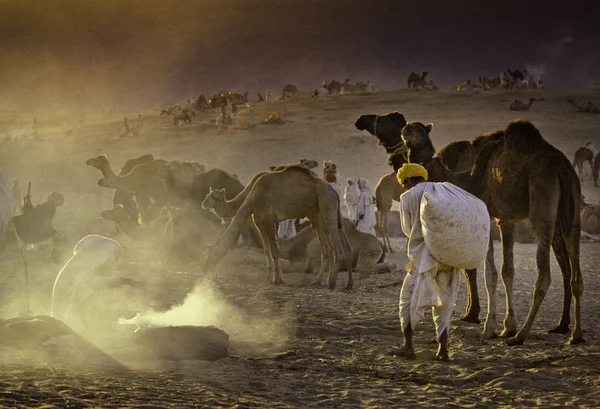 PUSHKAR, ÍNDIA - NOVEMBRO 17: Camelos na feira anual de gado — Fotografia de Stock